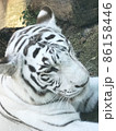 ホワイトタイガー 86158446