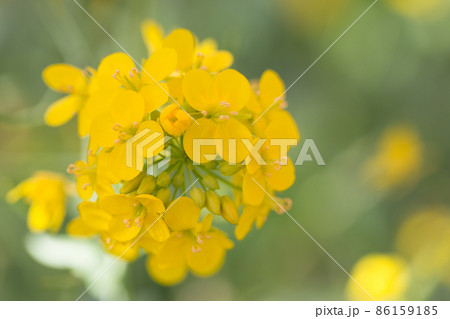 菜の花ズームアップ 86159185