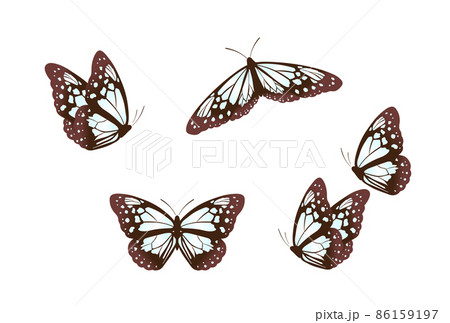アサギマダラ 86159197