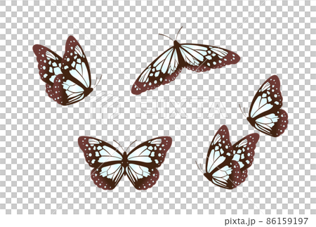 Asagi madara Asagi madara 86159197