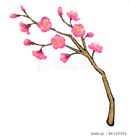 梅の花と枝の和風筆描きイラスト【紅梅】のイラスト素材