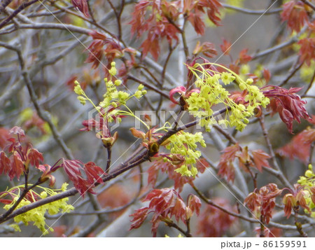 北海道幌加内町のイタヤカエデの花 86159591