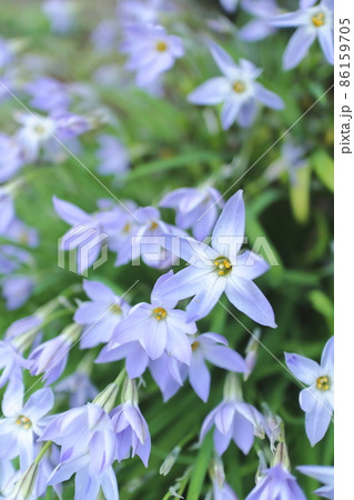 春の野の花 ハナニラ 春の野の花 ハナニラ 86159705
