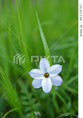 春の野の花　ハナニラ 86159707