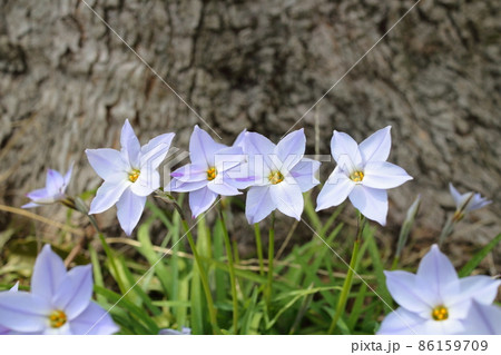 春の野の花　ハナニラ 86159709