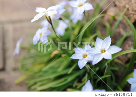 春の野の花　ハナニラ 86159711