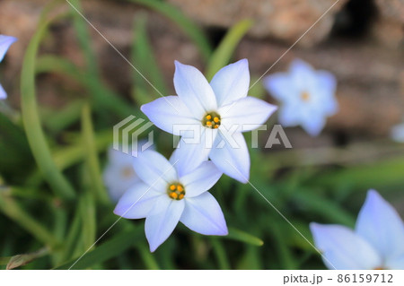 春の野の花　ハナニラ 86159712