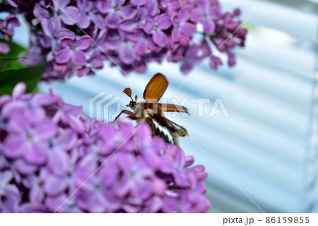 The cockchafer spreads its wings while sitting on a lilac branch. 86159855