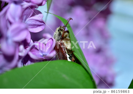 The cockchafer hid behind a leaf while sitting on a lilac branch. 86159863