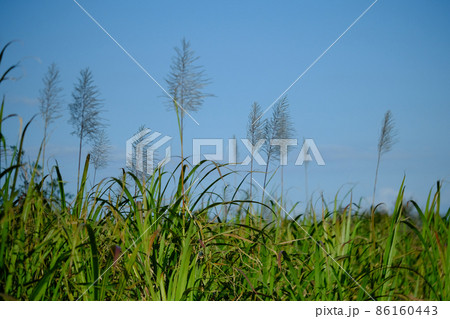 奄美大島北部で咲くサトウキビの花 86160443