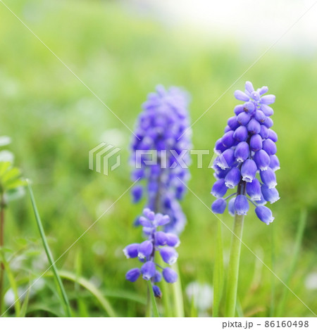 春の野の花　ムスカリ 86160498