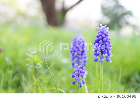 春の野の花　ムスカリ 86160499