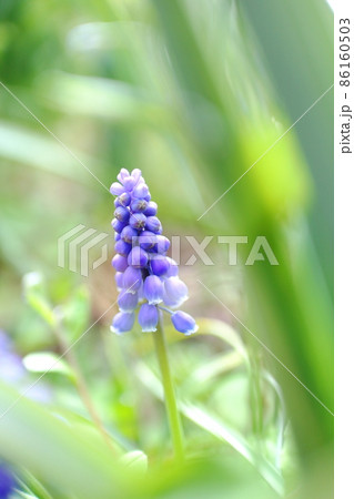 春の野の花 ムスカリ 春の野の花 ムスカリ 86160503