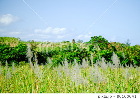 サトウキビ畑に咲くサトウキビの花 86160641