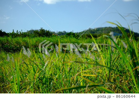 奄美大島のサトウキビ畑に咲くサトウキビの花 86160644