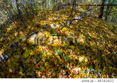 Colorful view of bright yellow autumn foliage in the forest, golden autumn in nature 86161622