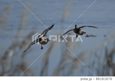 手賀沼の野鳥冬 カモ 手賀沼の野鳥冬 カモ 86161670