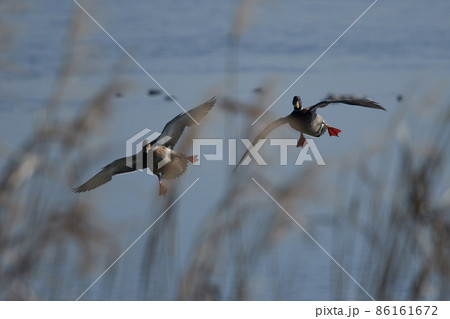 手賀沼の野鳥冬 カモ 手賀沼の野鳥冬 カモ 86161672