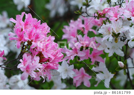 咲き誇る情熱の花 咲き誇る情熱の花 86161799
