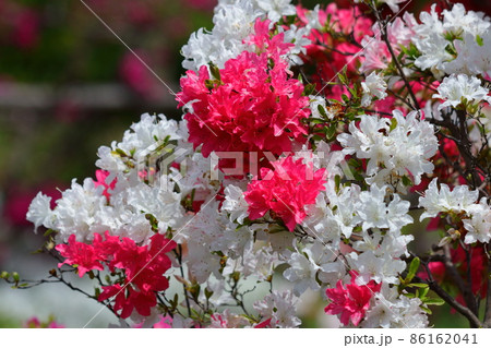 咲き誇る情熱の花 86162041