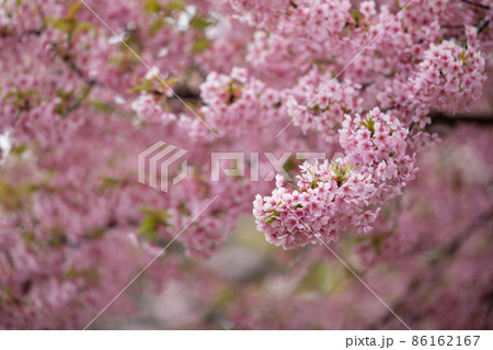 満開の桜並木 満開の桜並木 86162167