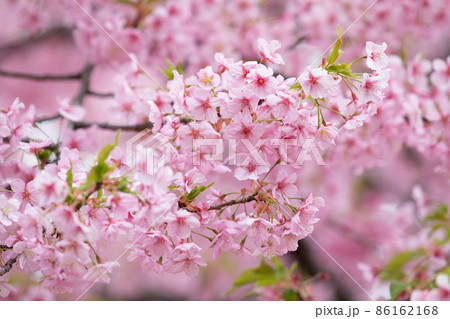 かわいいピンク色の桜 河津桜 かわいいピンク色の桜 河津桜 86162168