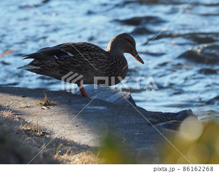 川を泳ぐ鴨 川を泳ぐ鴨 86162268