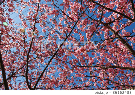 空を覆う河津桜 空を覆う河津桜 86162483