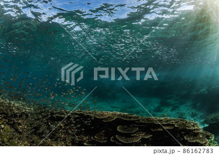 青い水中、珊瑚礁回りを泳ぐきびなごの大群 青い水中、珊瑚礁回りを泳ぐきびなごの大群 86162783