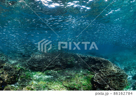 青い水中、珊瑚礁回りを泳ぐきびなごの大群 青い水中、珊瑚礁回りを泳ぐきびなごの大群 86162784