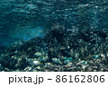 美しい水中を泳ぐ魚達 86162806