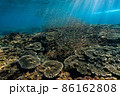 珊瑚礁の周りを気持ちよさそうに泳ぐ幼魚達 86162808