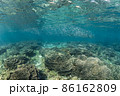 珊瑚礁の周りを気持ちよさそうに泳ぐキビナゴの大群 86162809