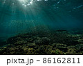 珊瑚礁の周りを気持ちよさそうに泳ぐ幼魚達 86162811