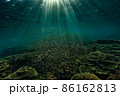 珊瑚礁の周りを気持ちよさそうに泳ぐ幼魚達 86162813