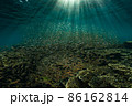 珊瑚礁の周りを気持ちよさそうに泳ぐ幼魚達 86162814