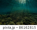 珊瑚礁の周りを気持ちよさそうに泳ぐ幼魚達 86162815