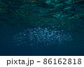 青い海を泳ぐキビナゴの大群 86162818
