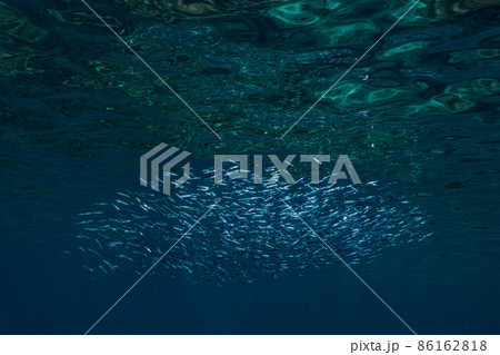 青い海を泳ぐキビナゴの大群 青い海を泳ぐキビナゴの大群 86162818