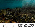 珊瑚礁の周りを気持ちよさそうに泳ぐ幼魚達 86162822