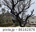 木 86162876