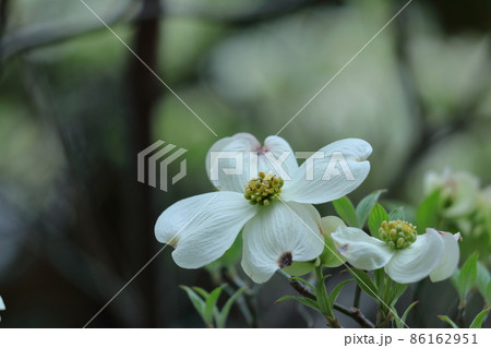 アメリカからの贈物 アメリカからの贈物 86162951