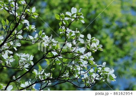 アメリカからの贈物 アメリカからの贈物 86162954