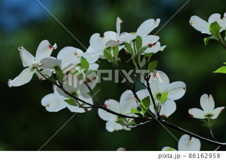 アメリカからの贈物 アメリカからの贈物 86162958