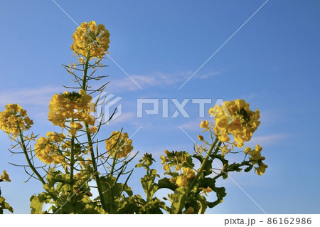 菜の花と青空 菜の花と青空 86162986