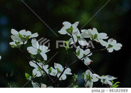 アメリカからの贈物 アメリカからの贈物 86162989