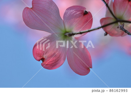 アメリカからの贈物 アメリカからの贈物 86162993