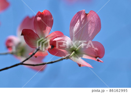 アメリカからの贈物 アメリカからの贈物 86162995