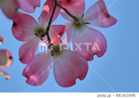 アメリカからの贈物 アメリカからの贈物 86162996