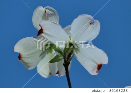 アメリカからの贈物 86163228